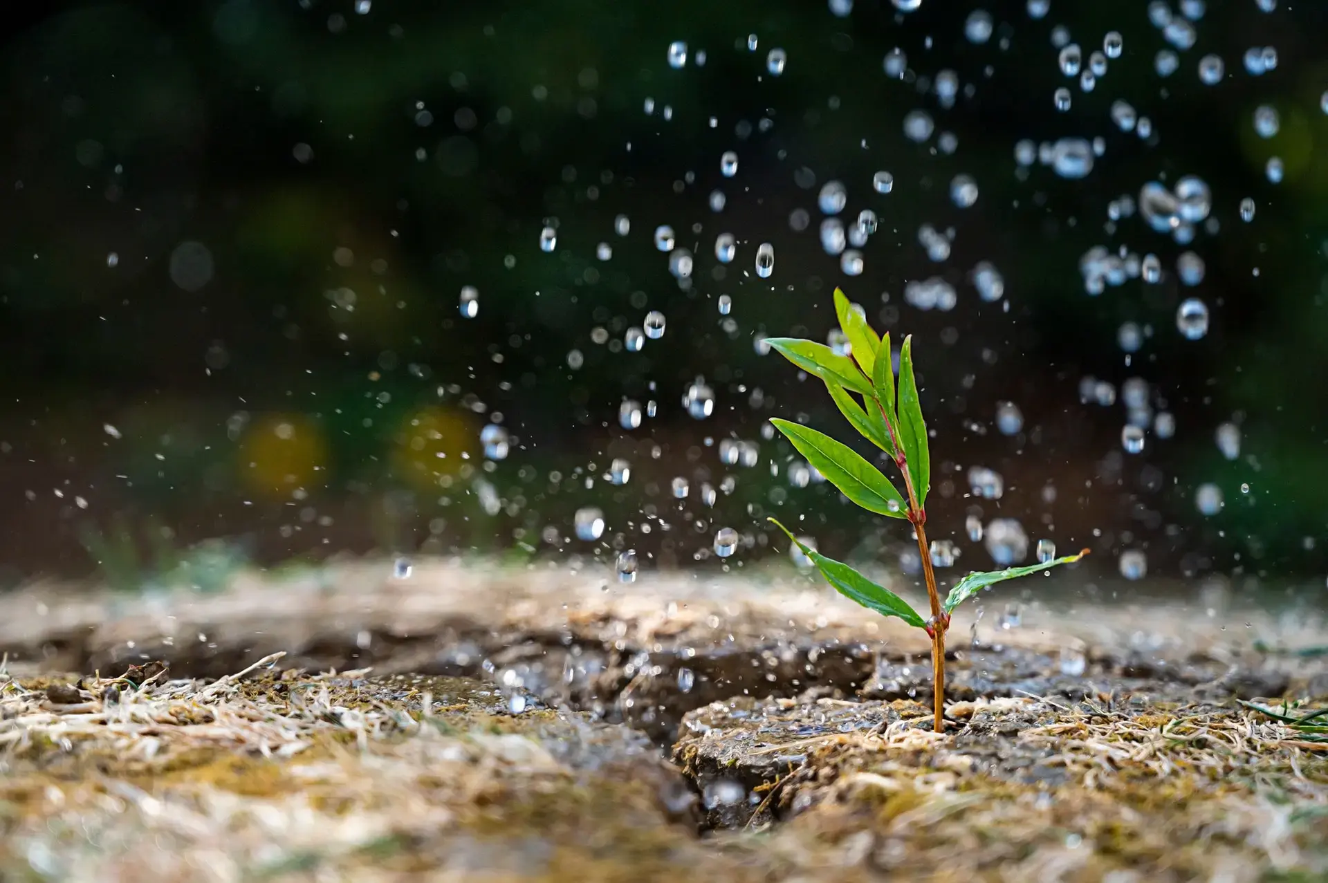 Image for Lumi Global’s Net-Zero Target Validated by SBTi